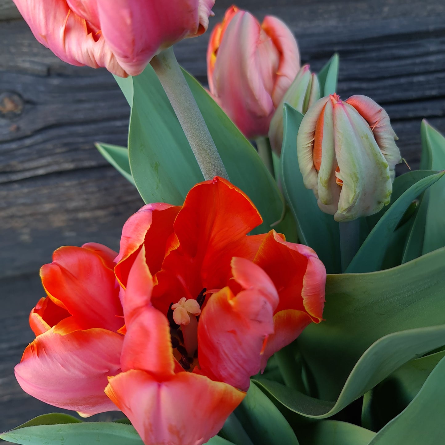 Tulipanløk - Ad rem - 5 stk