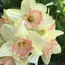 Narcissus Dialogs - 3 stk
