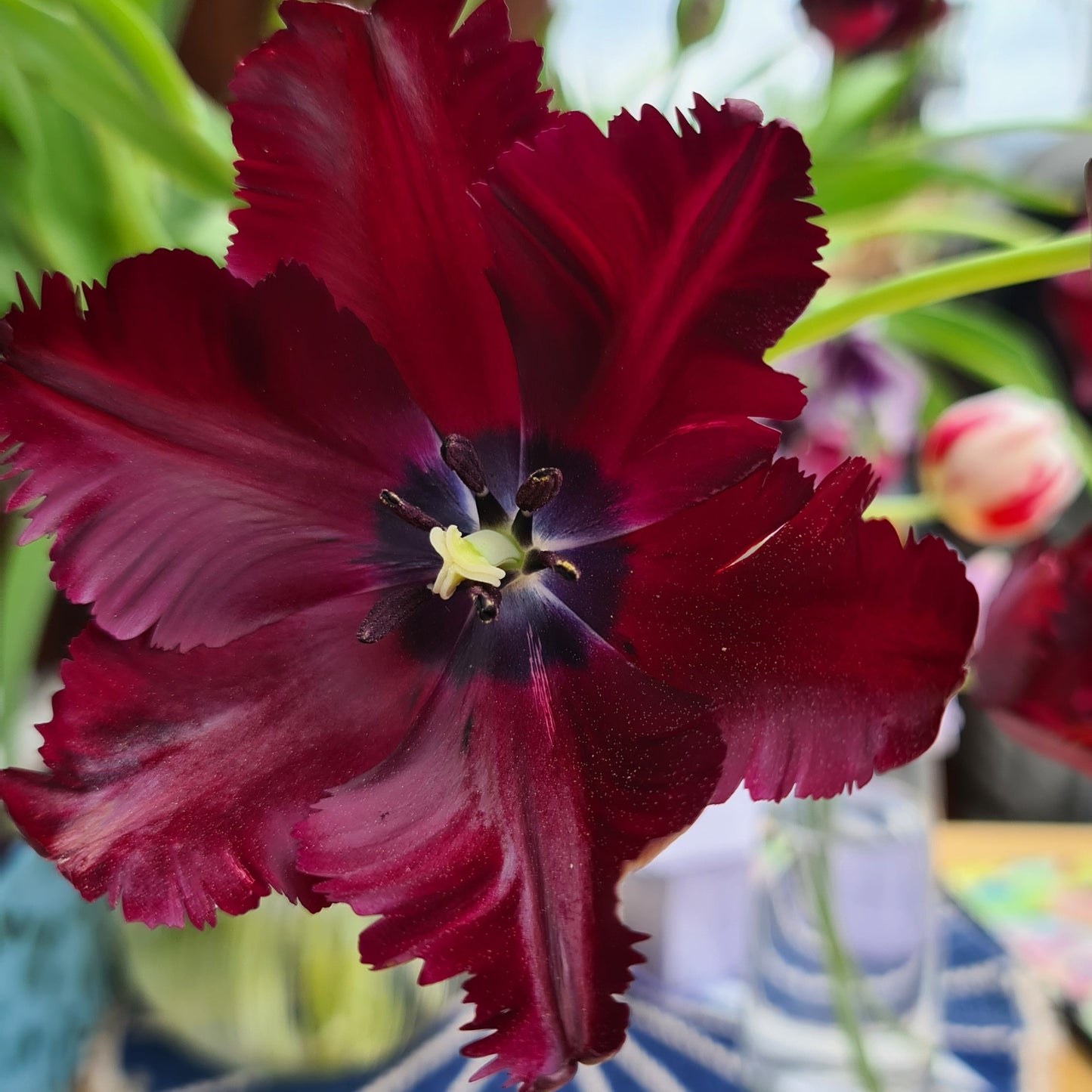 Tulipanløk - Black Parrot - 5 stk