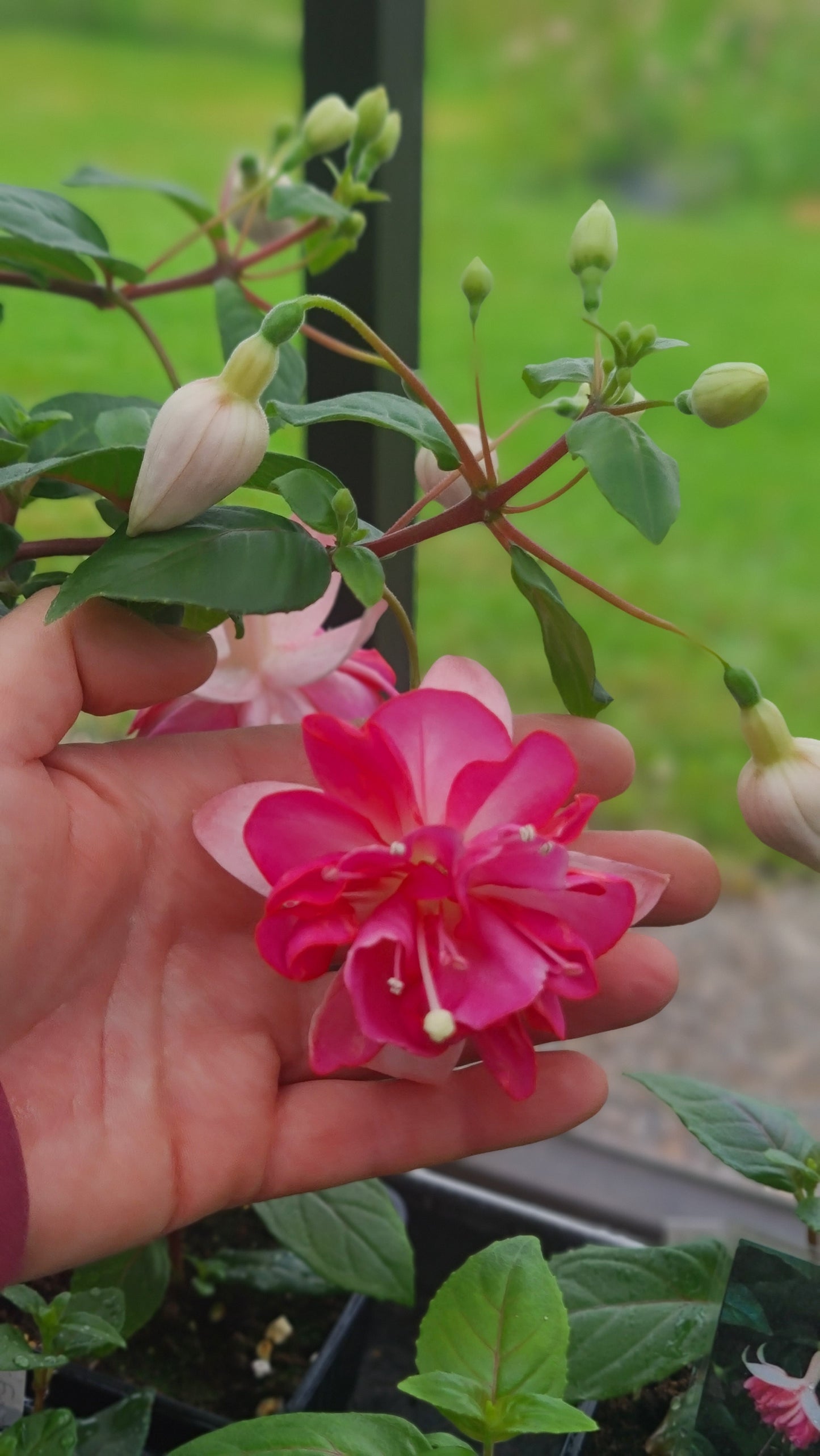 Fuchsia - Kit Oxtoby i ampel