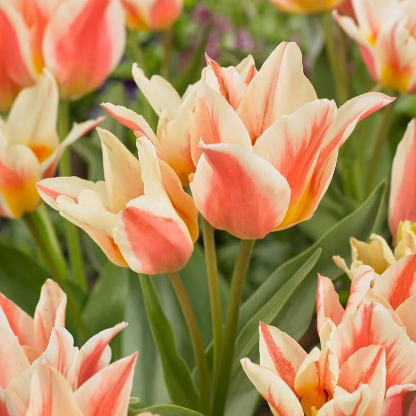 Tulipanløk - Serano - 5 stk
