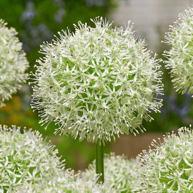 Allium - Mount Everest - 3 stk