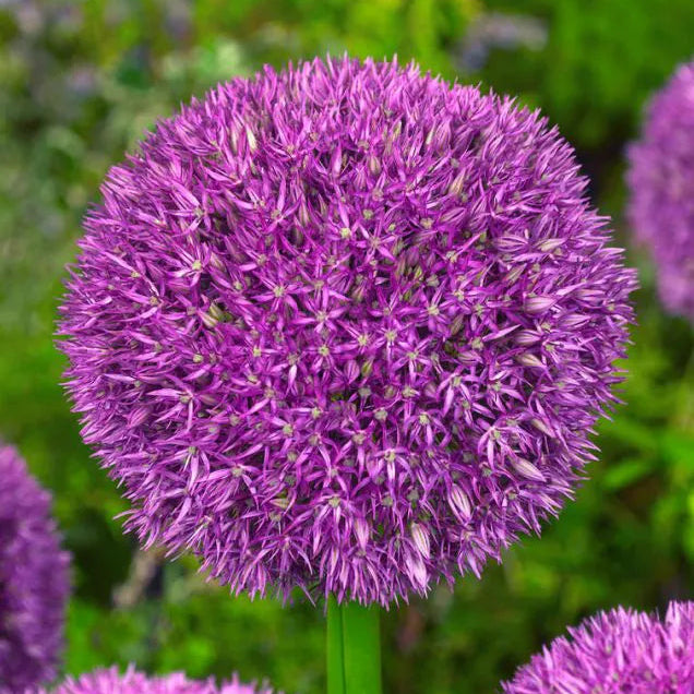 Allium - Pinball Wizard - 2 stk