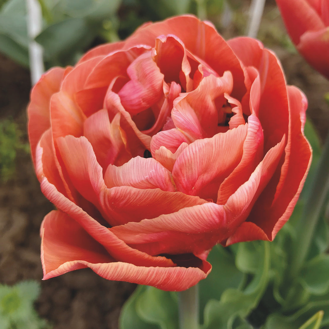 Tulipanløk - Copper Image - 5 stk