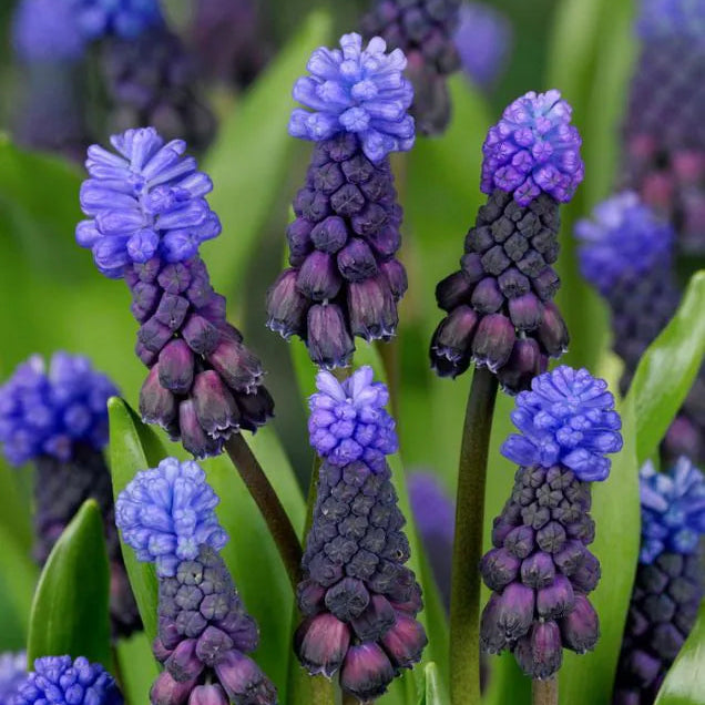 Muscari latifolium - druehyasint - 50 stk