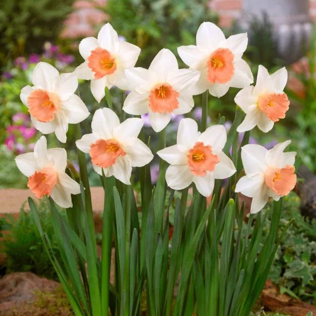 Narcissus - Accent - 5 stk