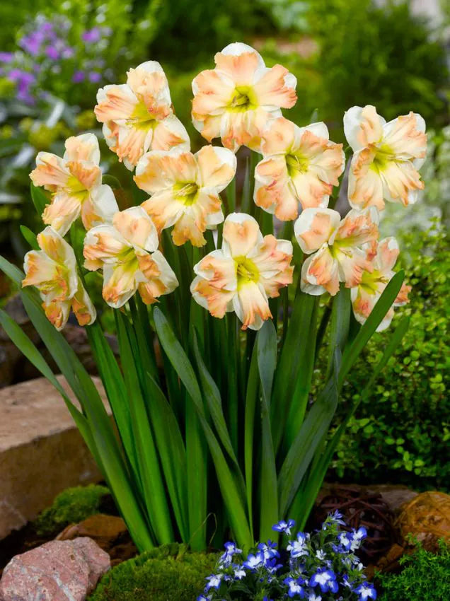 Narcissus - Cum laude - 5 stk