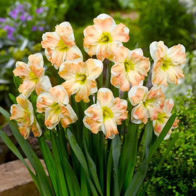 Narcissus - Cum laude - 5 stk