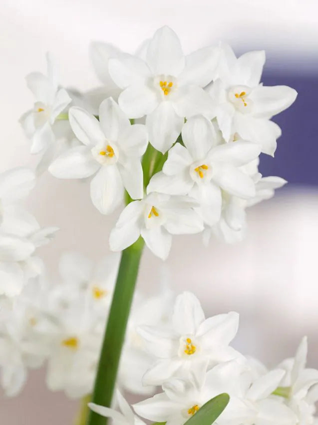 Narcissus - Paperwhite Ziva - 3 stk