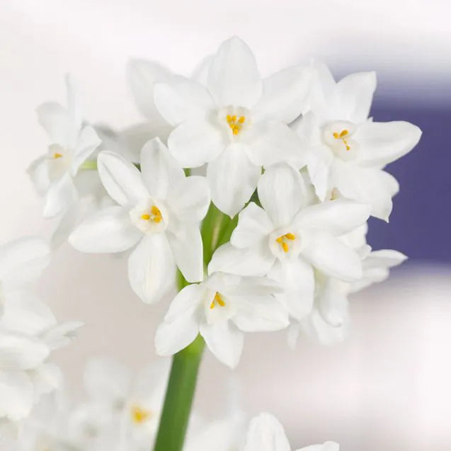 Narcissus - Paperwhite Ziva - 3 stk