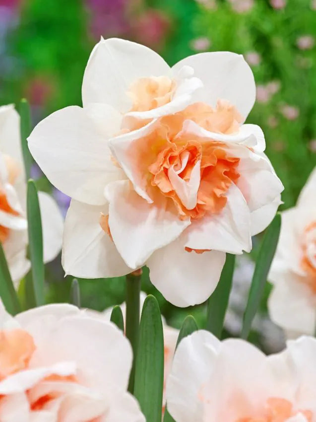 Narcissus - Replete - 5 stk