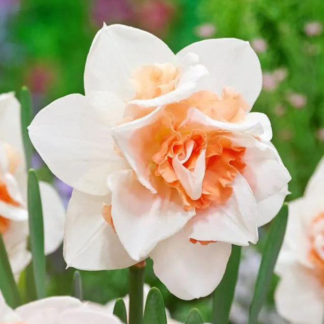 Narcissus - Replete - 5 stk