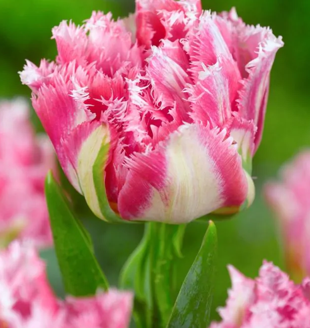 Tulipanløk - Crispion Sweet - 5stk