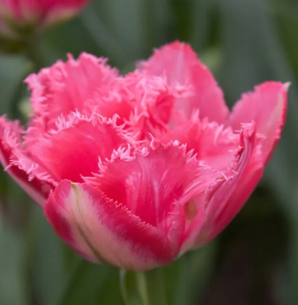 Tulipanløk - Crispion Sweet - 5stk