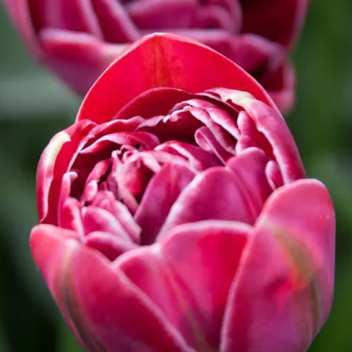 Tulipanløk - Dream Touch - 5 stk