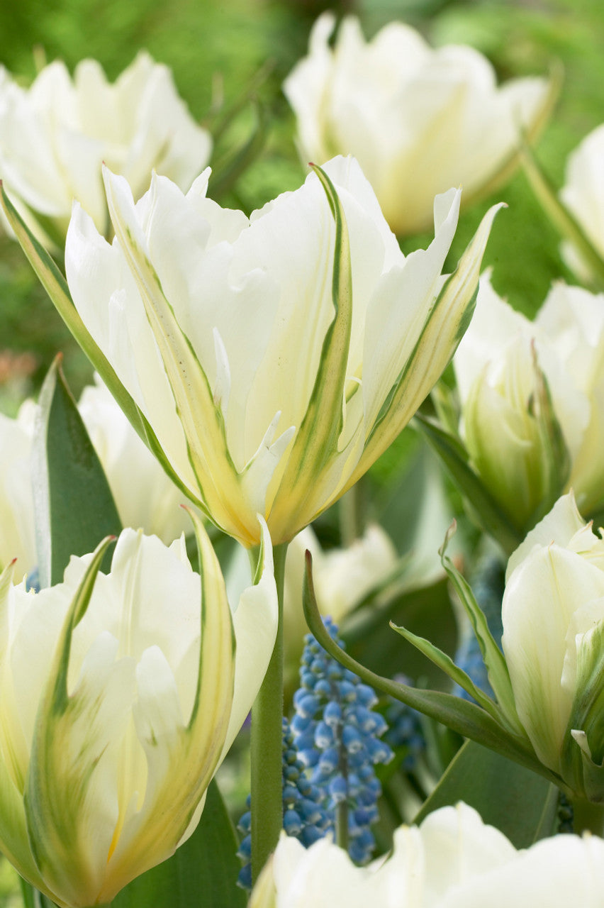 Tulipanløk - Exotic emperor - 5 stk
