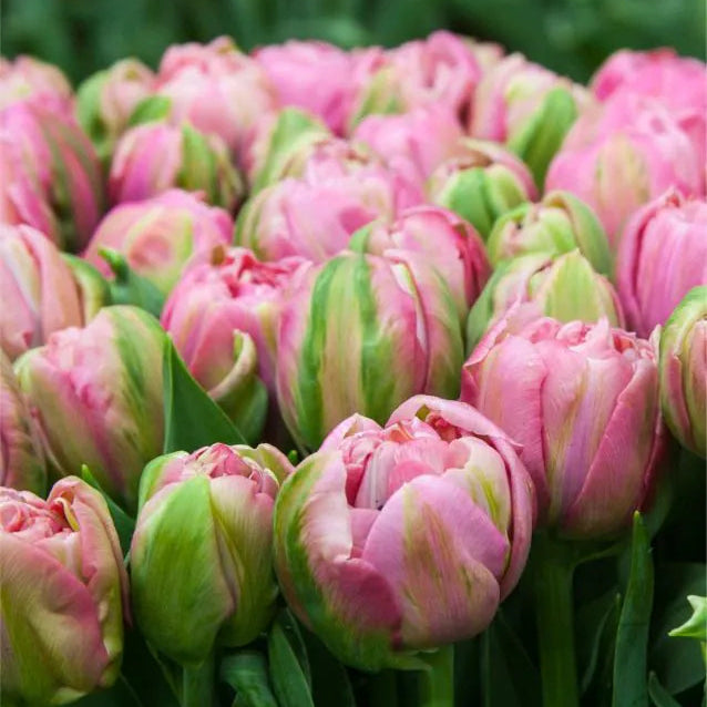 Tulipanløk - Amazing Grace - 5 stk