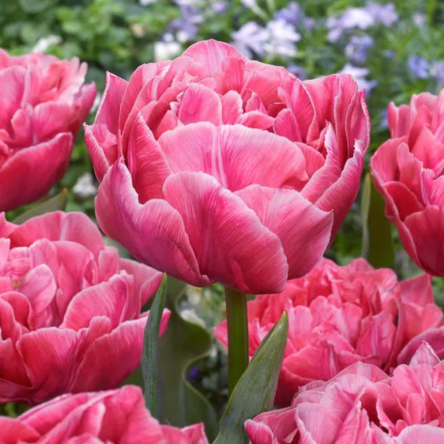 Tulipanløk - Aveyron - 5 stk