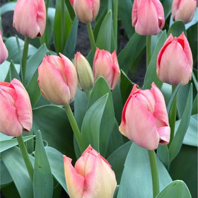Tulipanløk - Salmon van Eijk - 5 stk