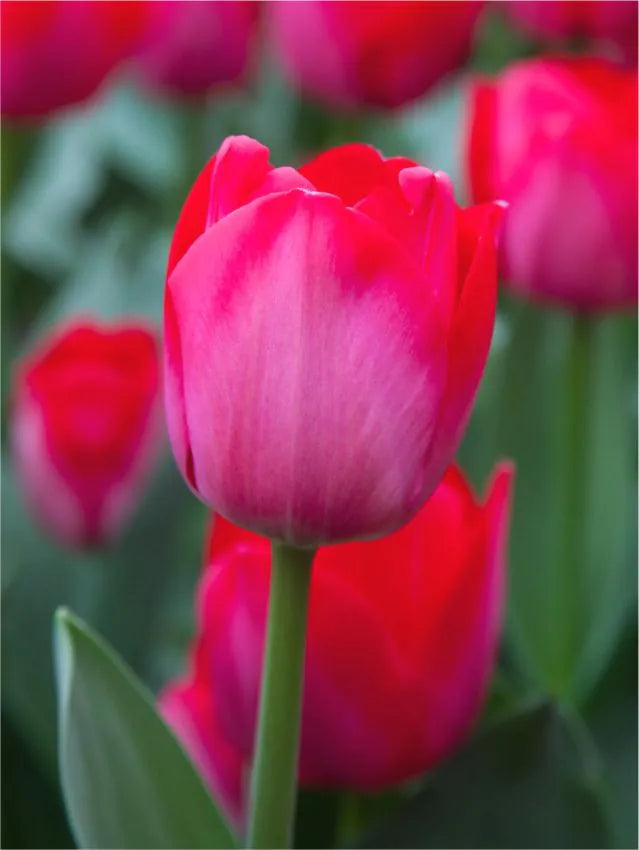 Tulipanløk - Spring mix - 10 stk