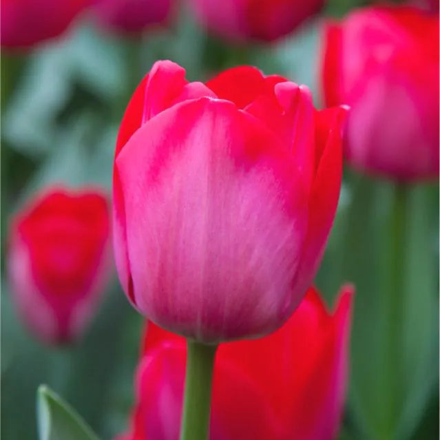 Tulipanløk - Spring mix - 10 stk