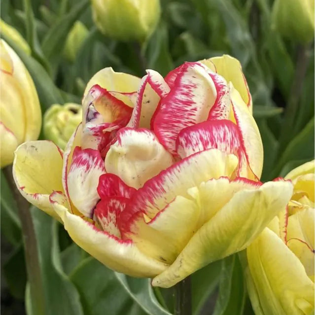 Tulipanløk - Wild desire - 5 stk