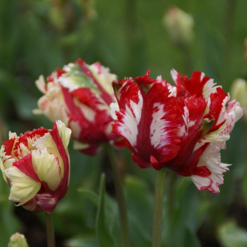 Tulipanløk - Estella rijnveld - 5 stk
