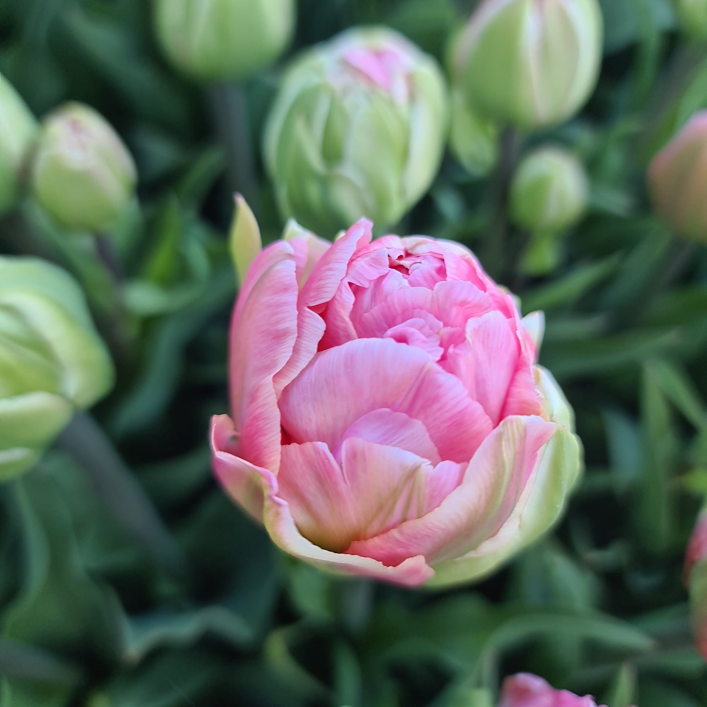 Tulipanløk - Taiwan - 5 stk