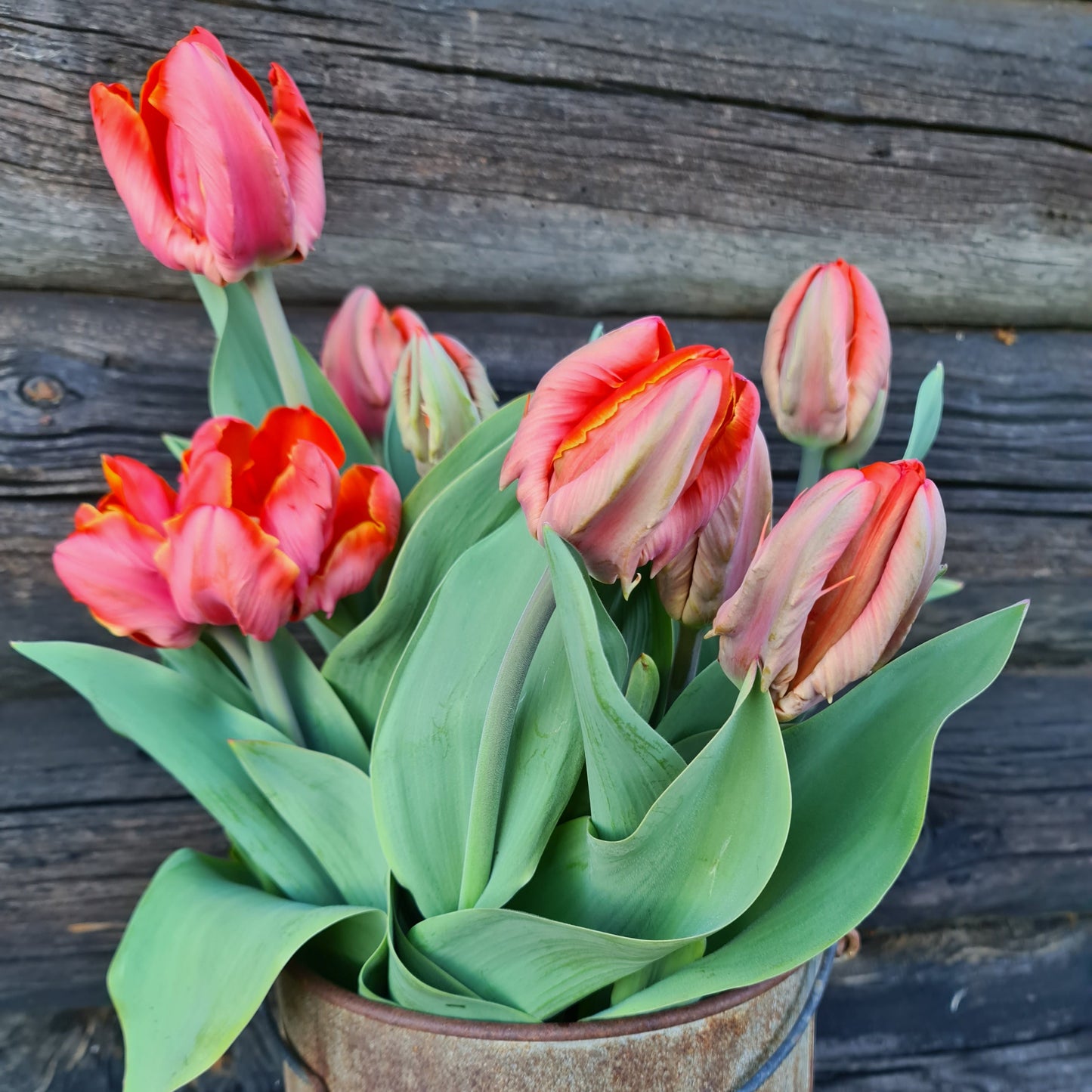Tulipanløk - Ad rem - 5 stk