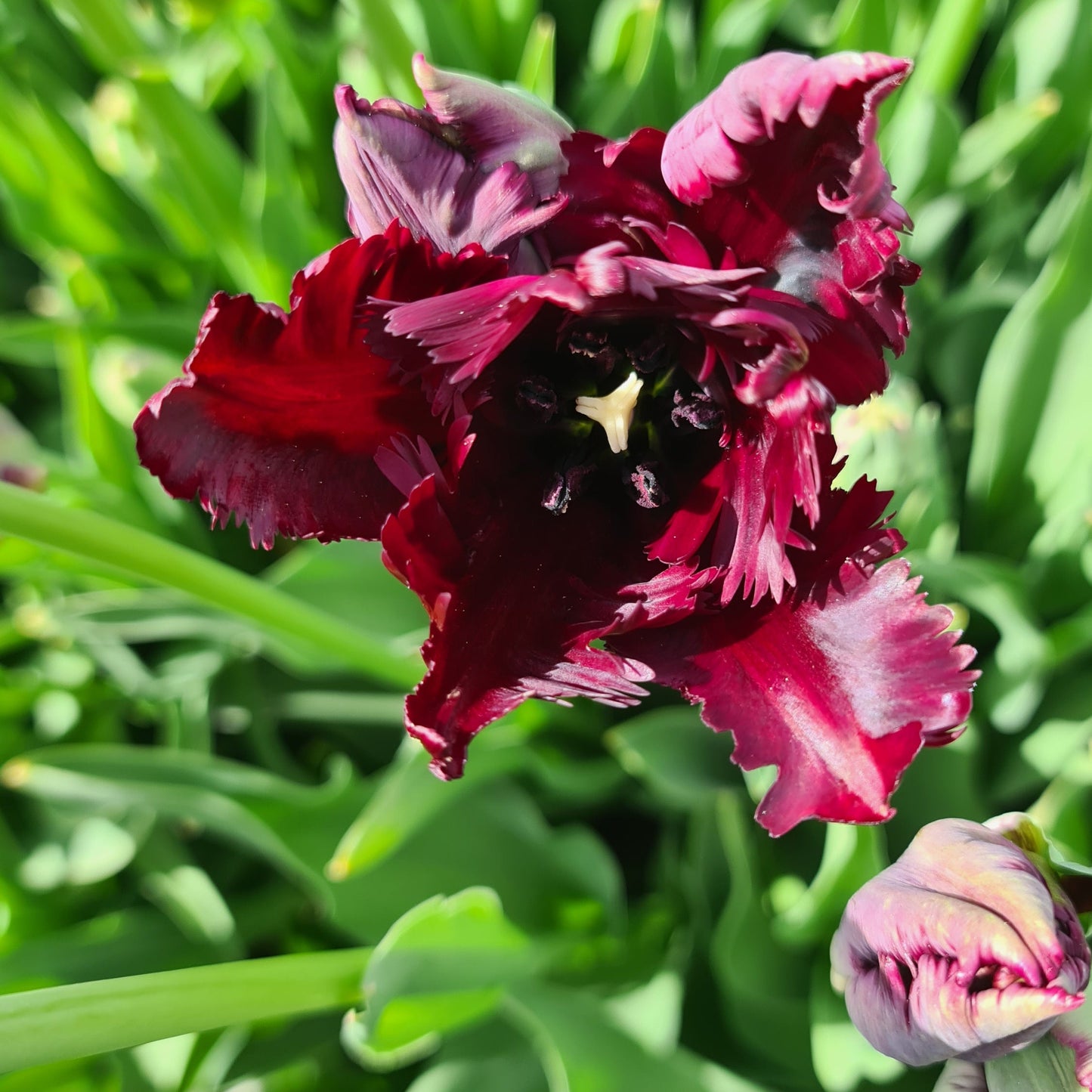 Tulipanløk - Black Parrot - 5 stk