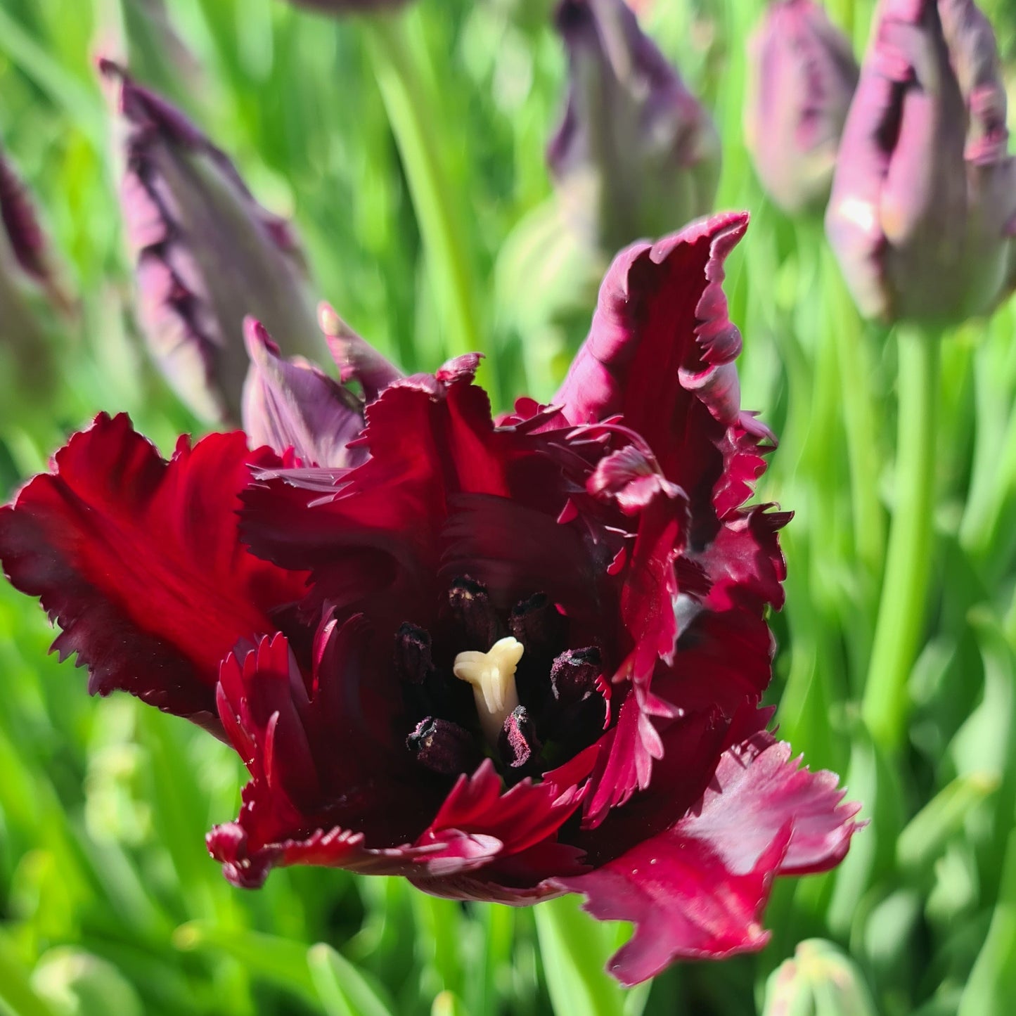 Tulipanløk - Black Parrot - 5 stk