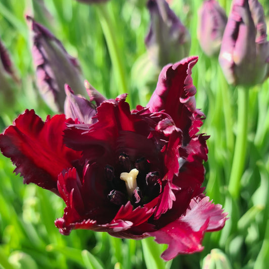 Tulipanløk - Black Parrot - 5 stk