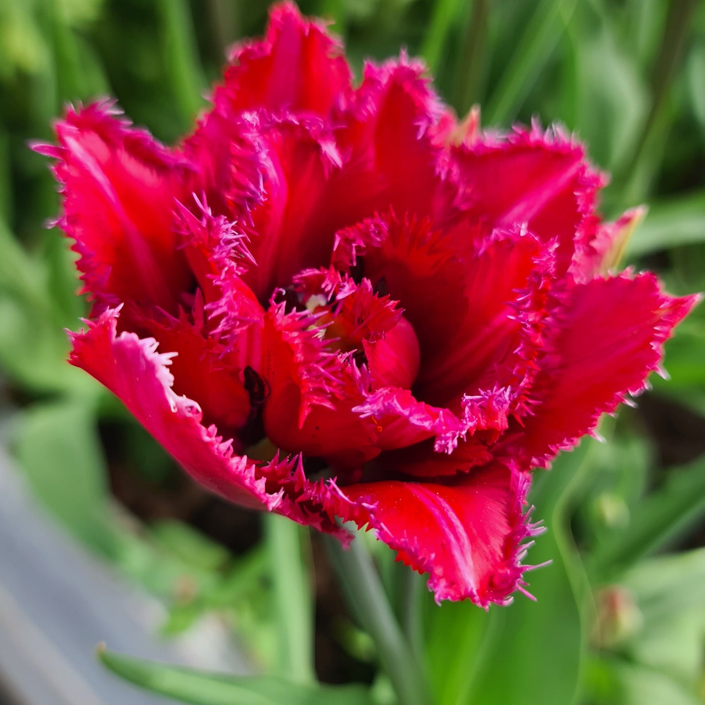 Tulipanløk - Cranberry thistle - 5 stk