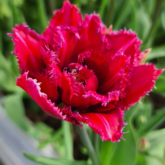 Tulipanløk - Cranberry thistle - 5 stk