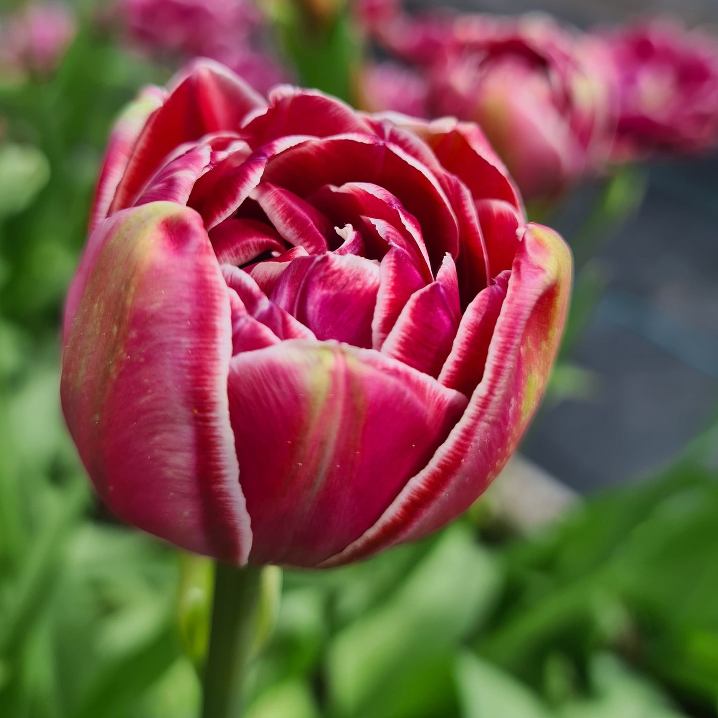 Tulipanløk - Dream Touch - 5 stk