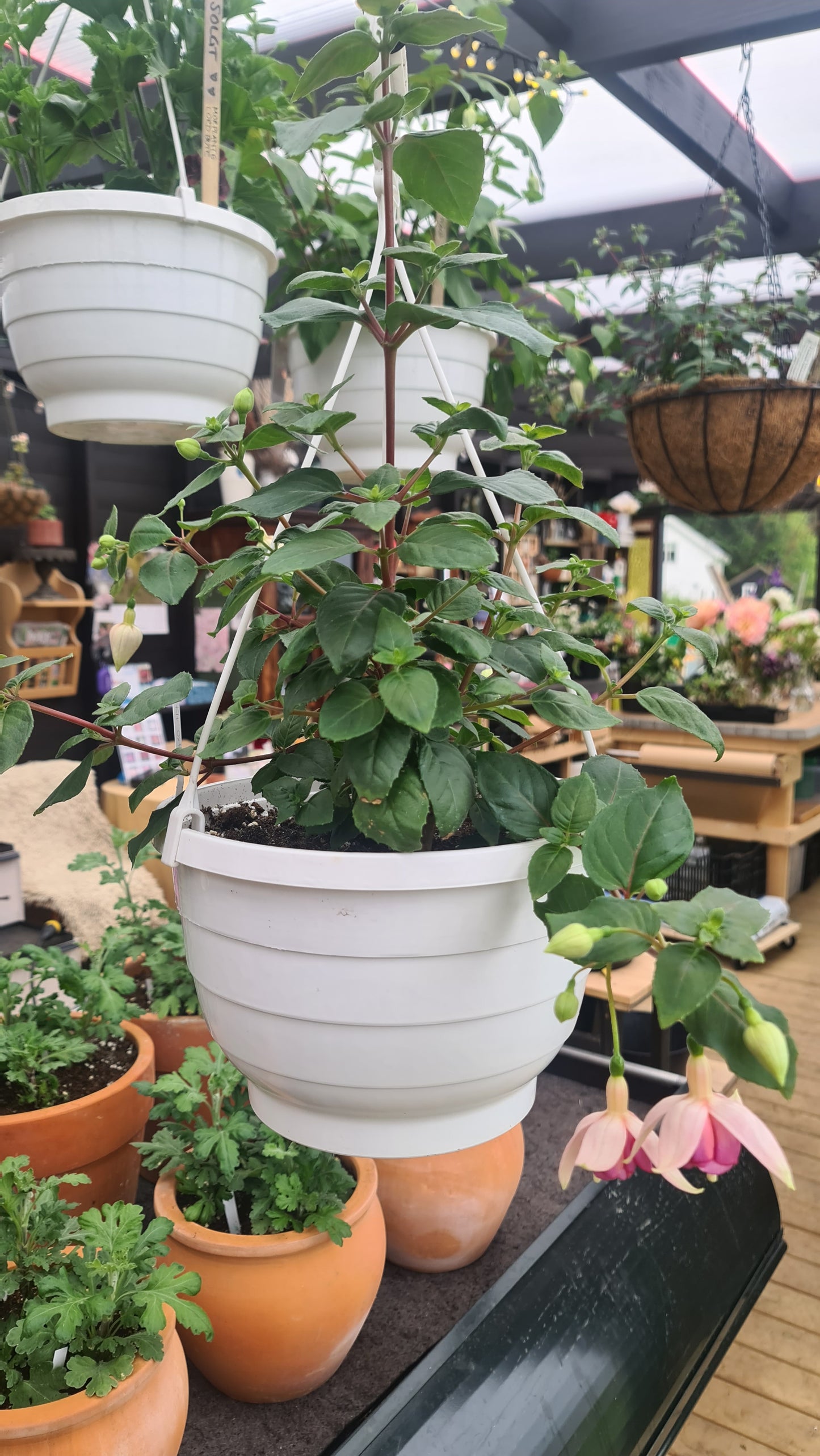 Fuchsia - Kit Oxtoby i ampel