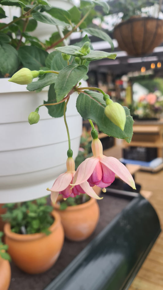 Fuchsia - Kit Oxtoby i ampel