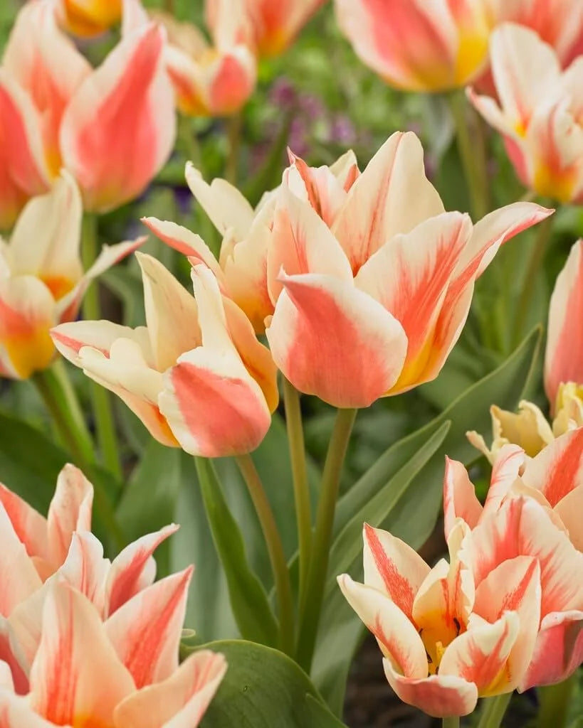 Tulipanløk - Serano - 5 stk