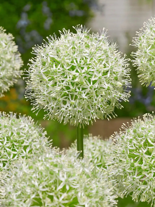 Allium - Mount Everest - 3 stk