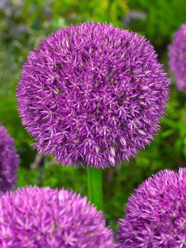 Allium - Pinball Wizard - 2 stk