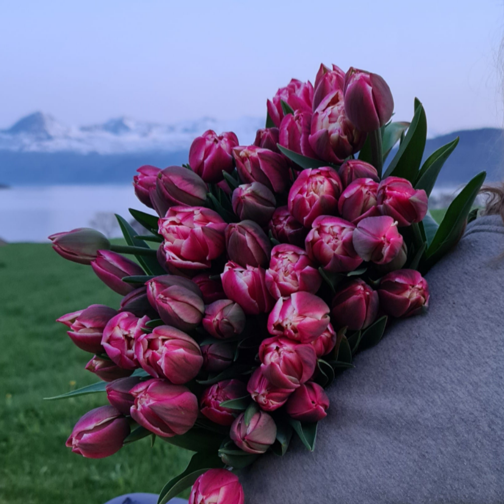 Abonnement - 6 tulipanbuketter