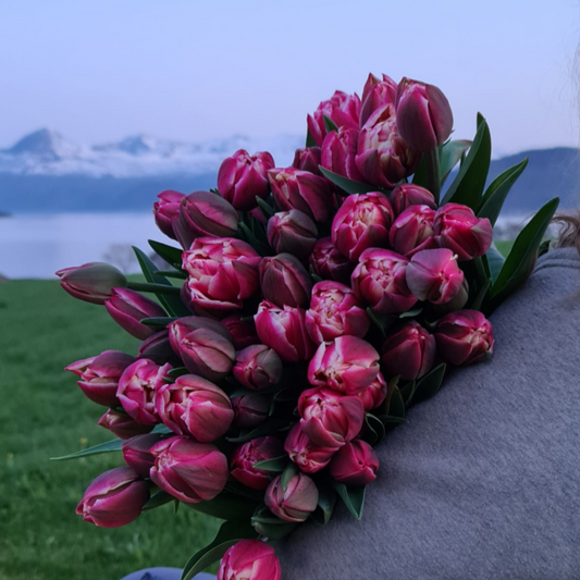 Abonnement - 6 tulipanbuketter