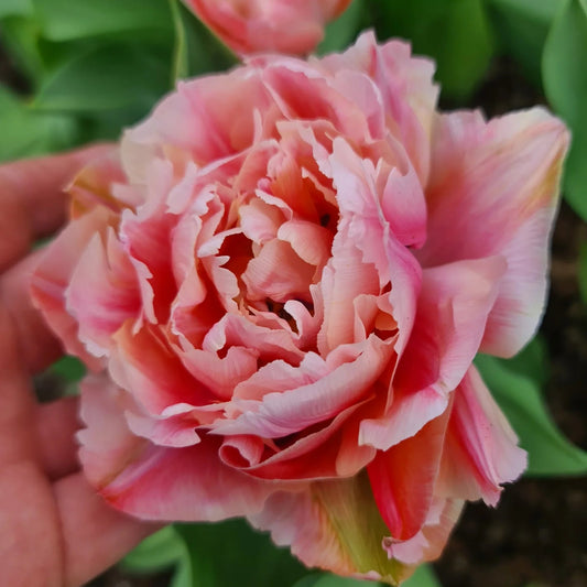 Tulipanløk - Taiwan - 5 stk