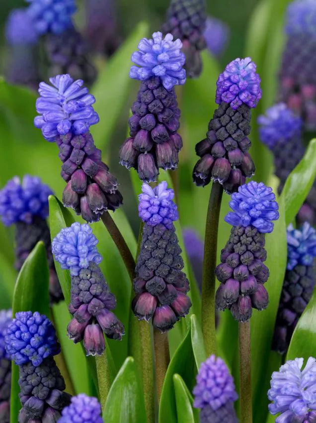 Muscari latifolium - druehyasint - 50 stk