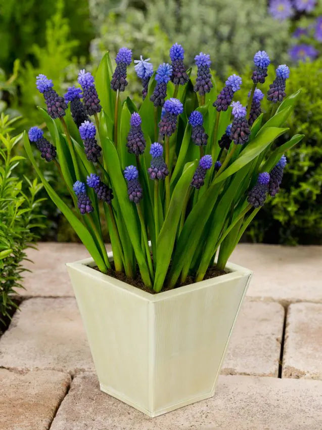 Muscari latifolium - druehyasint - 50 stk