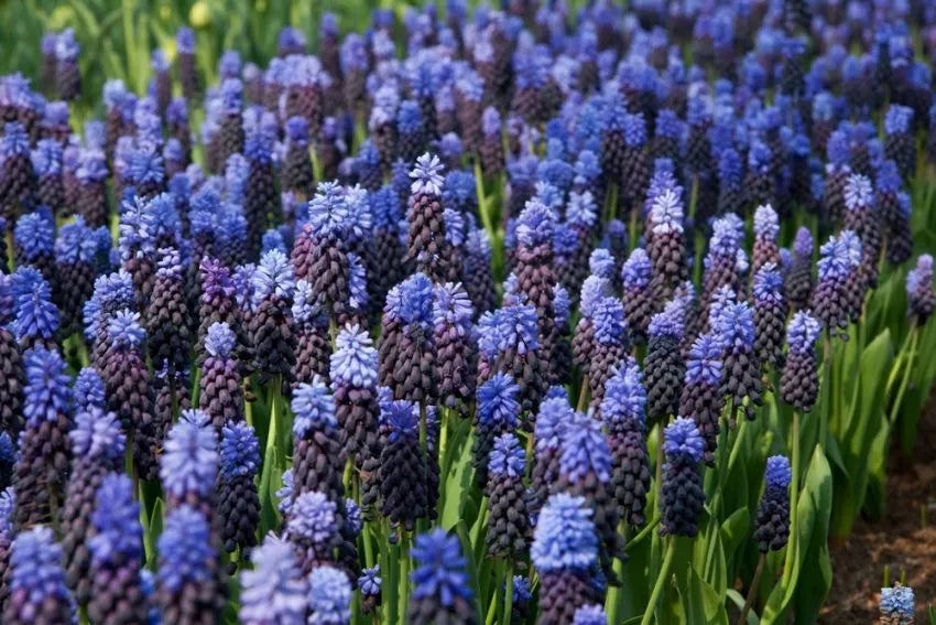 Muscari latifolium - druehyasint - 50 stk