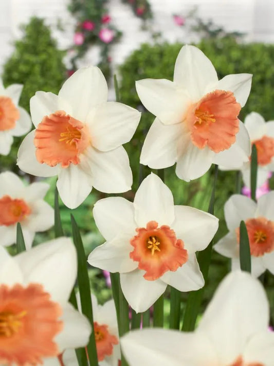 Narcissus - Accent - 5 stk