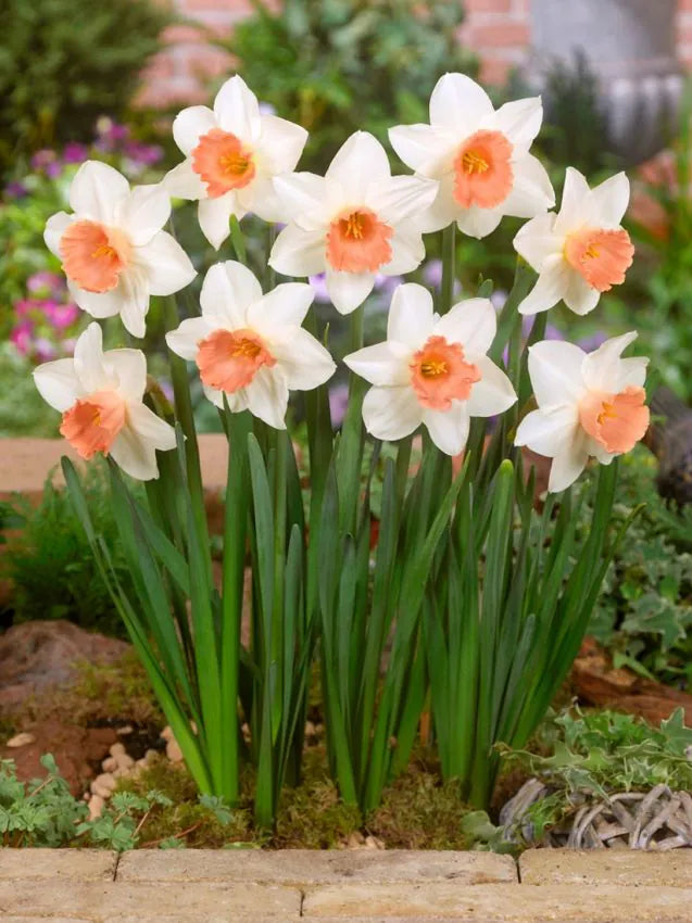 Narcissus - Accent - 5 stk