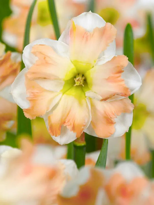 Narcissus - Cum laude - 5 stk