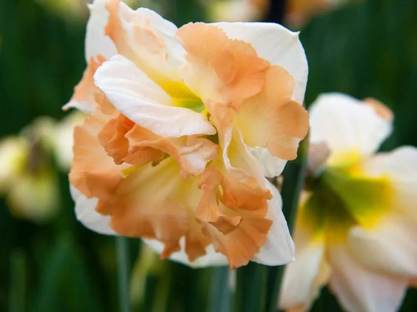 Narcissus - Cum laude - 5 stk